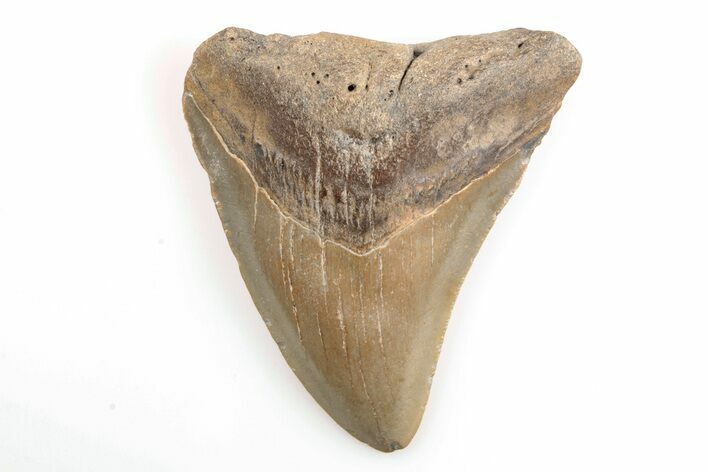 Bargain, 3.15" Fossil Megalodon Tooth - North Carolina
